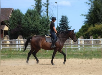 Anglo-Arabier, Ruin, 4 Jaar, 169 cm, Donkerbruin