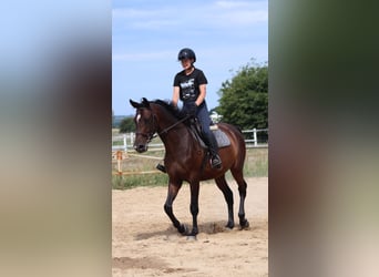 Anglo-Arabier, Ruin, 4 Jaar, 169 cm, Donkerbruin