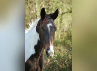 Anglo-Arabier, Ruin, 4 Jaar, 173 cm, Gevlekt-paard