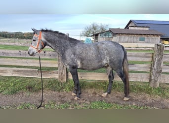Anglo-Arabier, Ruin, 5 Jaar, 146 cm, Schimmel