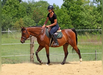 Anglo-Arabier, Ruin, 5 Jaar, 155 cm, Roodbruin