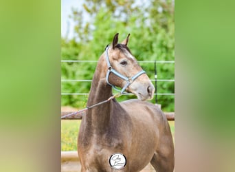 Anglo-Arabier, Ruin, 5 Jaar, 168 cm, Schimmel