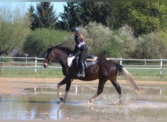 Anglo-Arabier, Ruin, 5 Jaar, 170 cm, Gevlekt-paard