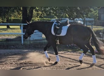 Anglo-Arabier, Ruin, 6 Jaar, 168 cm, Donkerbruin