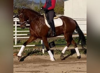 Anglo-Arabier, Ruin, 6 Jaar, 172 cm, Bruin