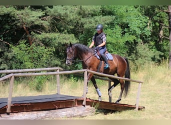Anglo-Arabier, Ruin, 7 Jaar, 169 cm, Zwart