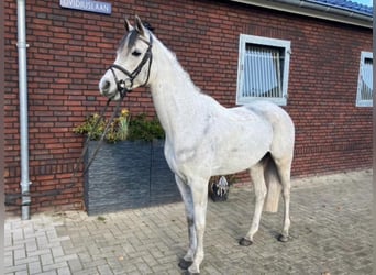 Anglo-Arabier, Ruin, 8 Jaar, 148 cm, Appelschimmel