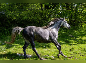 Anglo-Arabier, Ruin, 9 Jaar, 160 cm, kan schimmel zijn