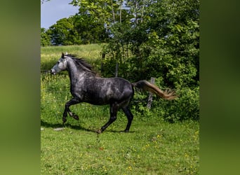 Anglo-Arabier, Ruin, 9 Jaar, 160 cm, kan schimmel zijn