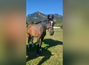 Anglo-Arabier, Ruin, 9 Jaar, 161 cm, Donkerbruin