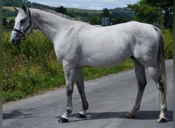 Anglo-Arabier, Ruin, 9 Jaar, 165 cm, Schimmel