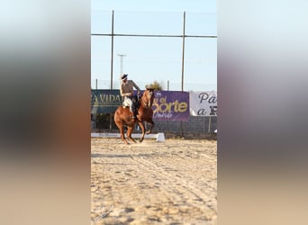 Anglo-Arabo, Castrone, 10 Anni, 164 cm, Baio