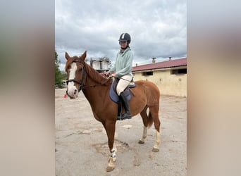 Anglo-Arabo, Castrone, 10 Anni, 164 cm, Sauro