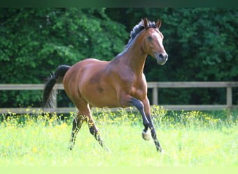 Anglo-Arabo, Castrone, 10 Anni, 167 cm, Baio