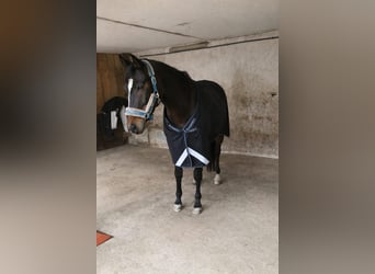 Anglo-Arabo, Castrone, 10 Anni, 172 cm, Baio scuro