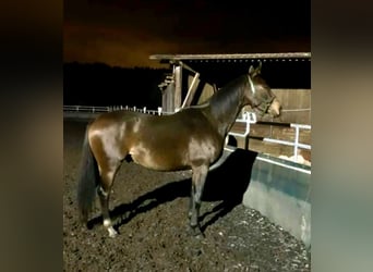 Anglo-Arabo, Castrone, 10 Anni, 172 cm, Baio scuro