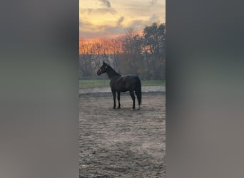 Anglo-Arabo, Castrone, 10 Anni, 172 cm, Baio scuro