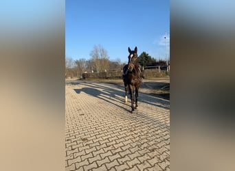 Anglo-Arabo, Castrone, 10 Anni, 172 cm, Baio scuro