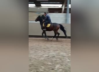 Anglo-Arabo, Castrone, 10 Anni, 172 cm, Baio scuro