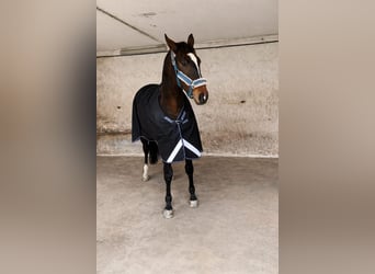 Anglo-Arabo, Castrone, 10 Anni, 172 cm, Baio scuro