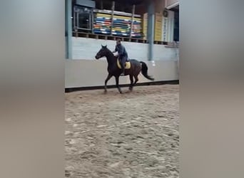 Anglo-Arabo, Castrone, 10 Anni, 172 cm, Baio scuro