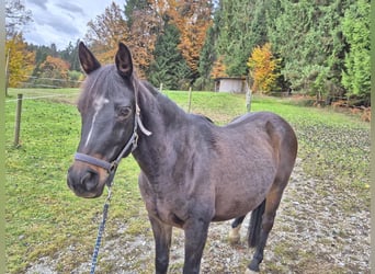 Anglo-Arabo, Castrone, 11 Anni, 155 cm, Baio scuro