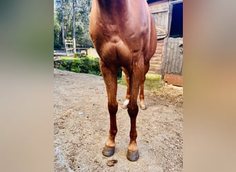 Anglo-Arabo, Castrone, 11 Anni, 170 cm, Sauro