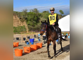 Anglo-Arabo, Castrone, 12 Anni, 162 cm, Baio