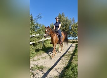 Anglo-Arabo, Castrone, 13 Anni, 153 cm, Sauro