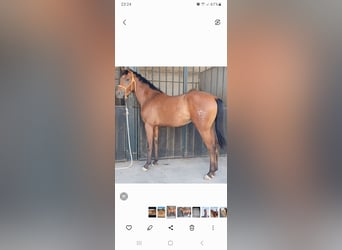 Anglo-Arabo, Castrone, 2 Anni, 156 cm, Baio