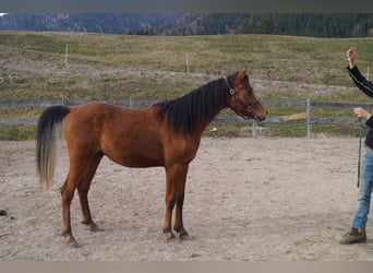 Anglo-Arabo, Castrone, 2 Anni, 158 cm, Baio