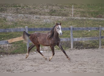 Anglo-Arabo, Castrone, 2 Anni, 158 cm