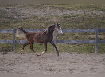 Anglo-Arabo, Castrone, 2 Anni, 158 cm