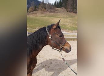 Anglo-Arabo, Castrone, 2 Anni, 158 cm, Leardo