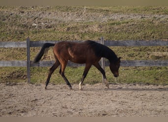 Anglo-Arabo, Castrone, 2 Anni, 158 cm, Leardo