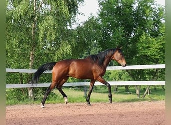Anglo-Arabo, Castrone, 2 Anni, 160 cm, Baio scuro