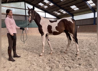 Anglo-Arabo, Castrone, 2 Anni, 167 cm, Pezzato