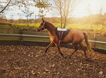 Anglo-Arabo, Castrone, 3 Anni, 158 cm, Sauro