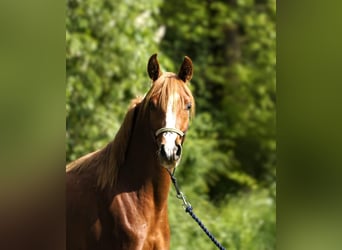 Anglo-Arabo, Castrone, 3 Anni, 158 cm, Sauro