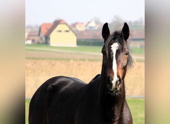 Anglo-Arabo, Castrone, 3 Anni, 160 cm, Baio nero