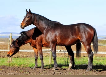 Anglo-Arabo, Castrone, 3 Anni, 160 cm, Baio nero