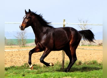 Anglo-Arabo, Castrone, 3 Anni, 160 cm, Baio nero
