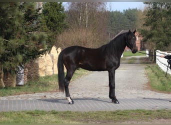 Anglo-Arabo, Castrone, 3 Anni, 170 cm, Baio nero