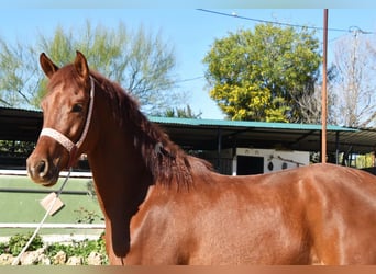 Anglo-Arabo, Castrone, 4 Anni, 160 cm, Sauro