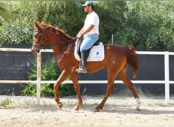 Anglo-Arabo, Castrone, 4 Anni, 160 cm, Sauro