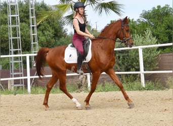 Anglo-Arabo, Castrone, 4 Anni, 160 cm, Sauro