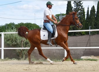 Anglo-Arabo, Castrone, 4 Anni, 160 cm, Sauro