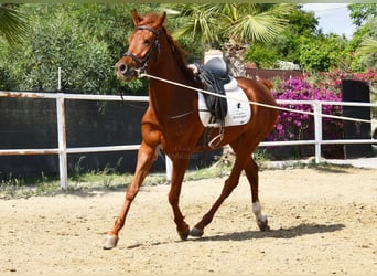 Anglo-Arabo, Castrone, 4 Anni, 160 cm, Sauro