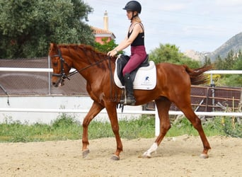 Anglo-Arabo, Castrone, 4 Anni, 160 cm, Sauro