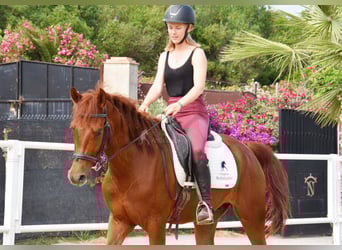 Anglo-Arabo, Castrone, 4 Anni, 160 cm, Sauro